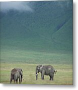 Elephants In Ngorongoro Crater Metal Print