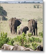 Elephants In The Masai Mara National Metal Print