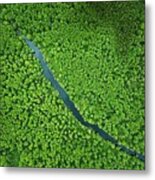 Elevated View Of Green Small Bog Marsh Metal Print