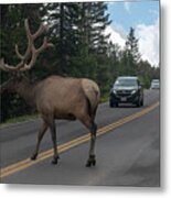 Elk Crossing The Road Metal Print