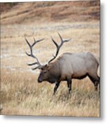 Elk In Yellowstone National Park Metal Print
