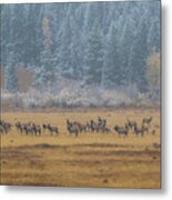 Elk On A Snowy Autumn Day Metal Print