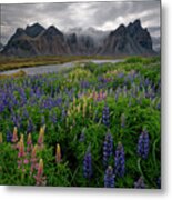 Lupine Wildflowers Near Vestrahorn Mountain In Iceland Metal Print