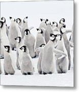Emperor Penguins, Group Of Chicks Metal Print