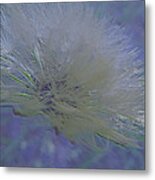 Etched Dandelion Metal Print