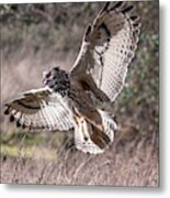 Eurasian Eagle Owl With Open Wings Metal Print