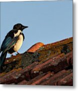 Eurasian Magpie Pica Pica On Tiled Roof Metal Print