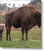 European Bison With Calf Metal Print