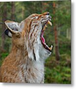 European Lynx Calling Metal Print