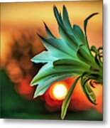 Even Those That Bloom In Darkness Can Find The Light Metal Print