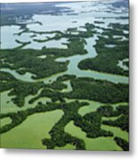 Everglades Metal Print