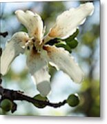 Exotic Flower - Blooming Silk Floss Tree Ceiba Speciosa Metal Print