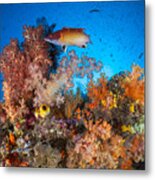 Explosion Of Life At The Four Kings Spot Metal Print