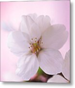 Extreme Close Up Of  Cherry Blossoms Metal Print