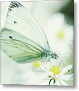Extreme Close Up Of White Butterfly & Metal Print