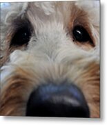 Extreme Closeup Of Face Of Cute, White Metal Print