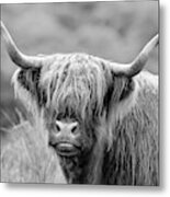 Face-to-face With A Highland Cow - Monochrome Metal Print