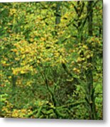 Fall Color Big Leaf Maple Columbia River Gorge Oregon Metal Print