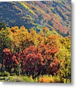 Fall Colors Along Avalanche Creek Road Metal Print