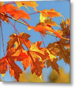 Fall Foliage Metal Print