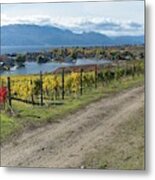 Fall Vines In West Kelowna Metal Print