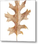 Fallen Leaf I Metal Print