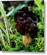 False Morel Mushroom Metal Print