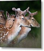 Family Portrait Of Deers In Richmond Metal Print