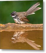 Fantail And Reflection Metal Print
