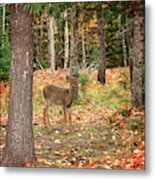 Fawn In The Fall Print Metal Print