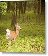 Female Deer In The Forest Metal Print
