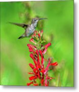Female Ruby-throated Hummingbird Dsb0316 Metal Print