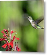 Female Ruby-throated Hummingbird Dsb0320 Metal Print