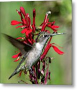 Female Ruby-throated Hummingbird Dsb0325 Metal Print