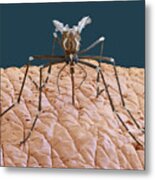 Female Yellow Fever Mosquito, Sem Metal Print