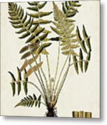 Fern Botanical Iv Metal Print