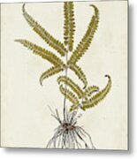 Fern Botanical Vi Metal Print