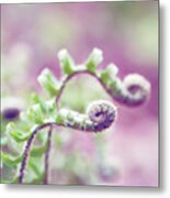 Ferns In Green, Purple, And Pink Metal Print