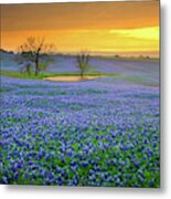 Field Of Dreams Texas Sunset - Texas Bluebonnet Wildflowers Landscape Flowers Metal Print