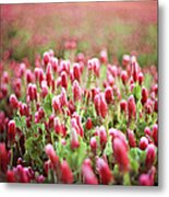 Field Of Red Clover Flowers Metal Print
