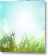 Field With Daisies In The Early Morning Metal Print