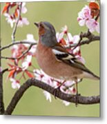 Finch Metal Print