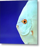 Fish Metal Print