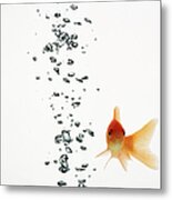 Fish Swimming With Bubbles Water Metal Print