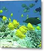 Fish Underwater Metal Print