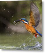 Fishing Metal Print