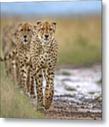 Five Cheetahs Coalition Metal Print