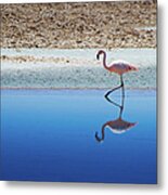 Flamingo Metal Print