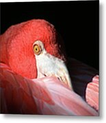 Flamingo Metal Print