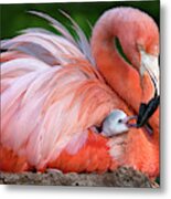 Flamingo Mom With Her Chick Metal Print